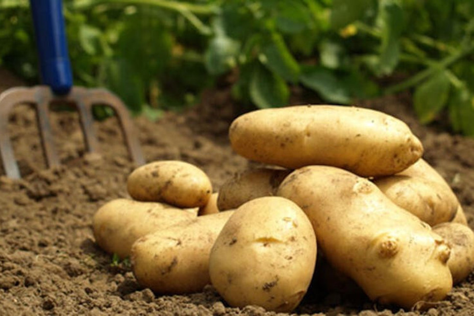 Geçen yıl 1.80 liraya satılan patates, bu yıl tarlada 9 liradan satışta